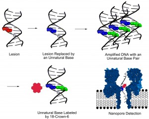 This graphic shows a new method, developed at the University of Utah, for identifying DNA lesions, or sites of damage on DNA strands that can lead to disease-causing mutations. First the damage is cut out and replaced by so-called unnatural base pairs so chemists can amplify, or make millions of copies, of the damaged DNA. Then they label the unnatural base with a chemical called 18-crown-6 ether. which makes it easier to detect the site of DNA damage by passing the strand of DNA through molecule-size nanopore.