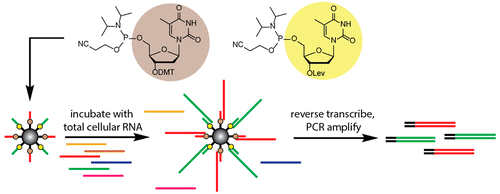 graphic from Heemstra's paper in JACS