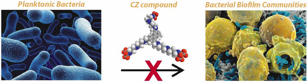 On the left, a graphic shows planktonic bacteria with no protective biofilm. In the center is a representation of the CZ molecule the Looper Group has developed. On the right is a graphic showing bacteria in a biofilm.