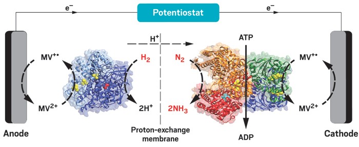 Minteer NH3 Process